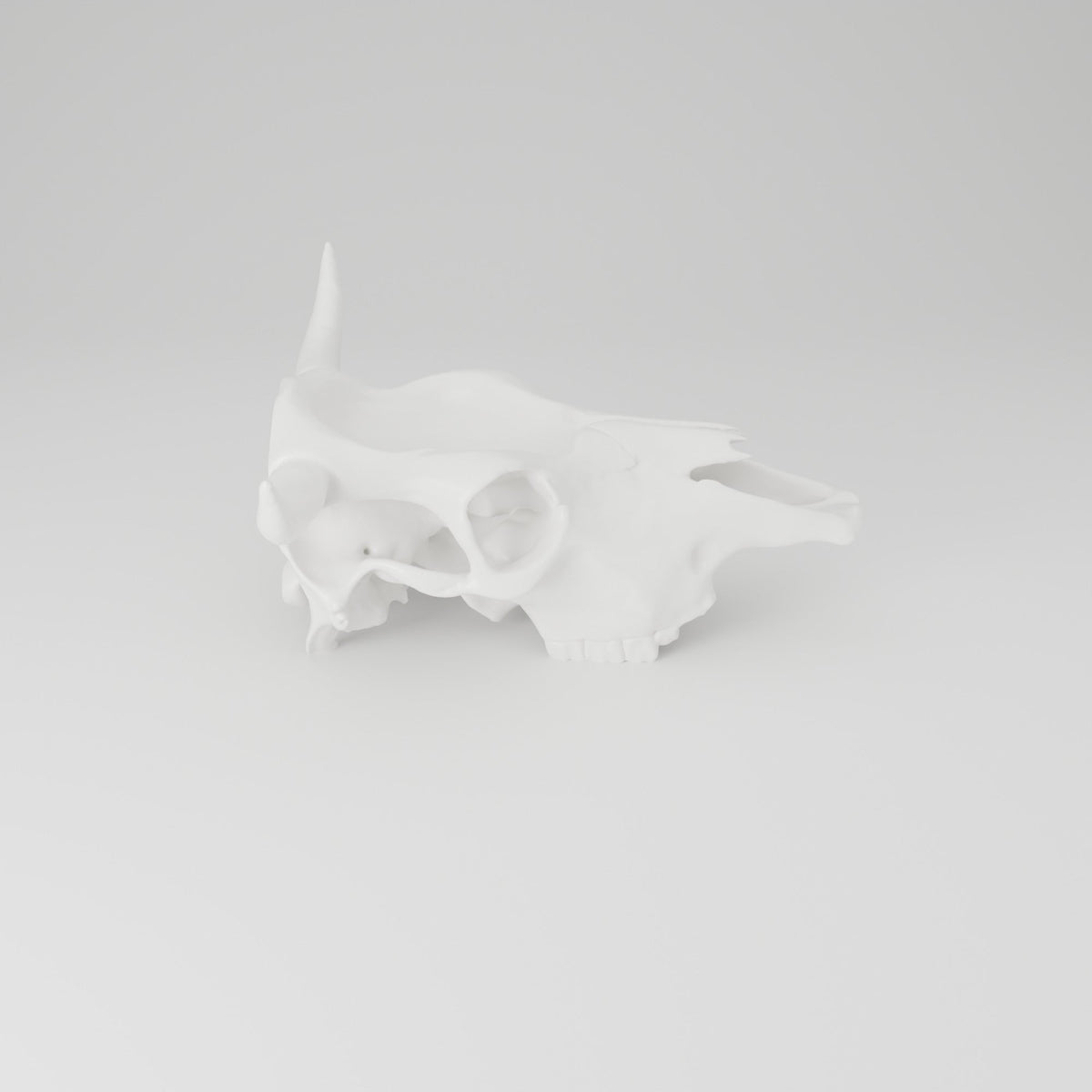 Cow Skull Trinket Tray – Western Catchall Dish - Northern Foundry