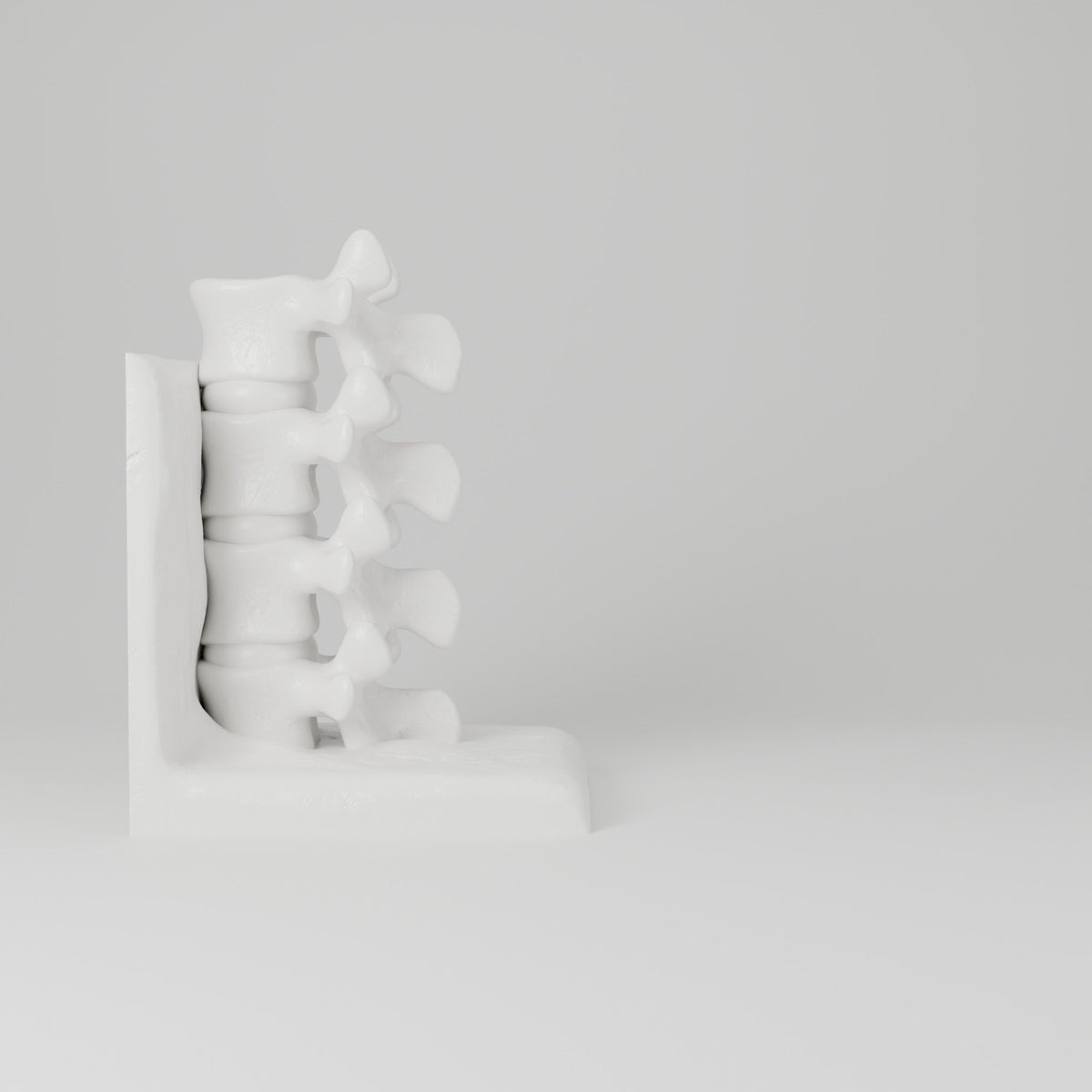 Spine Bookend Sculpture – Vertebrae Book Holder for Shelves - Northern Foundry