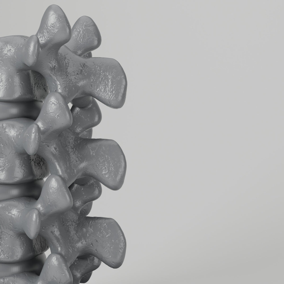 Spine Bookend Sculpture – Vertebrae Book Holder for Shelves - Northern Foundry