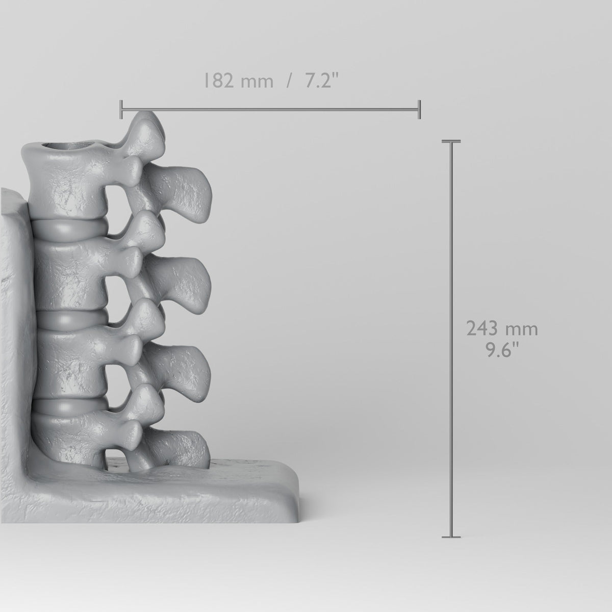 Spine Bookend Sculpture – Vertebrae Book Holder for Shelves - Northern Foundry