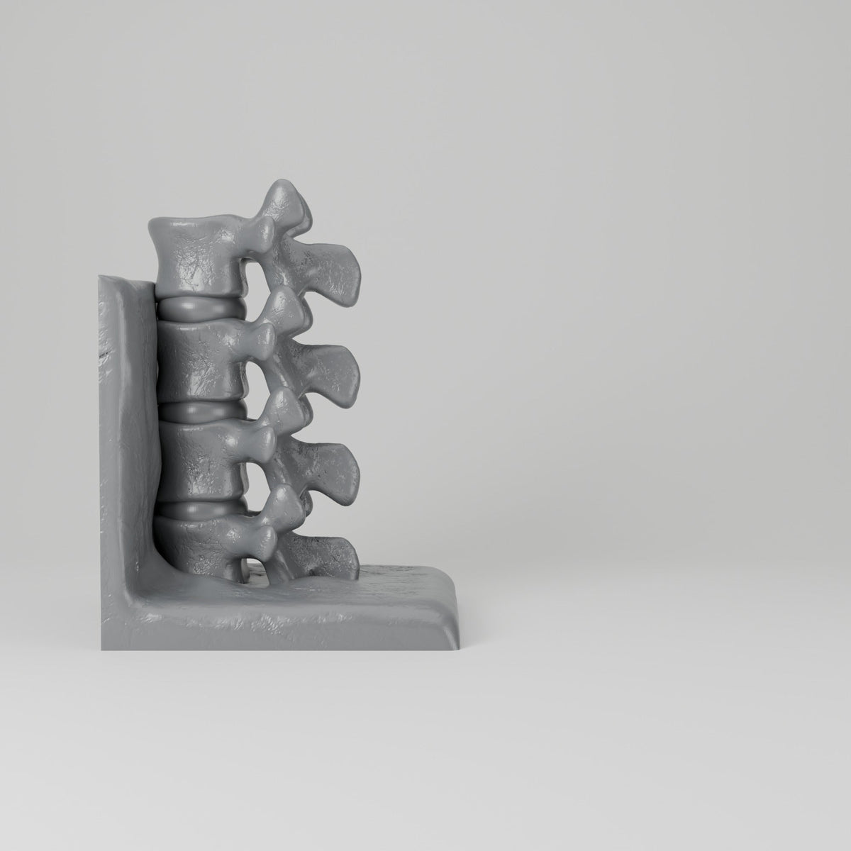 Spine Bookend Sculpture – Vertebrae Book Holder for Shelves - Northern Foundry