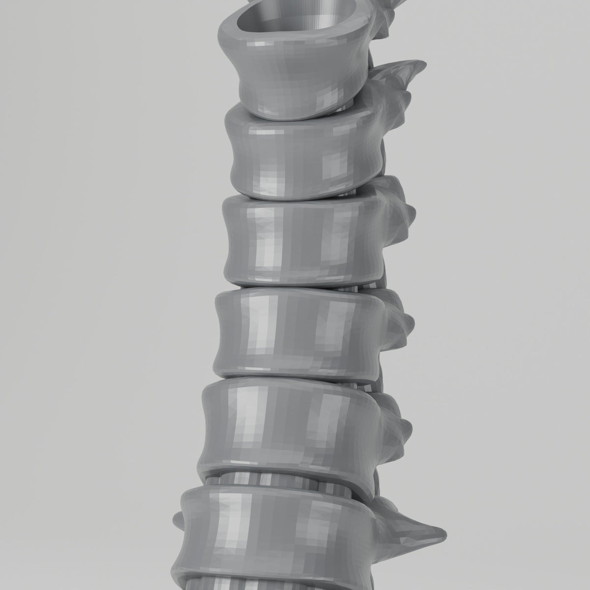 Spine Vase – Sculptural Vertebrae Bud Vase - Northern Foundry